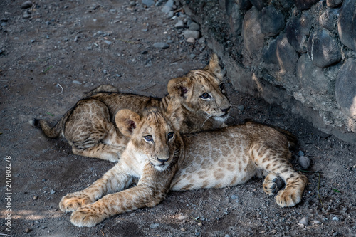 baby lion siblings in Guatemalan zoo © kyle