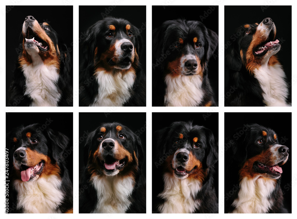 collage of portrait of Bernese Mountain Dog on black background. Close-up