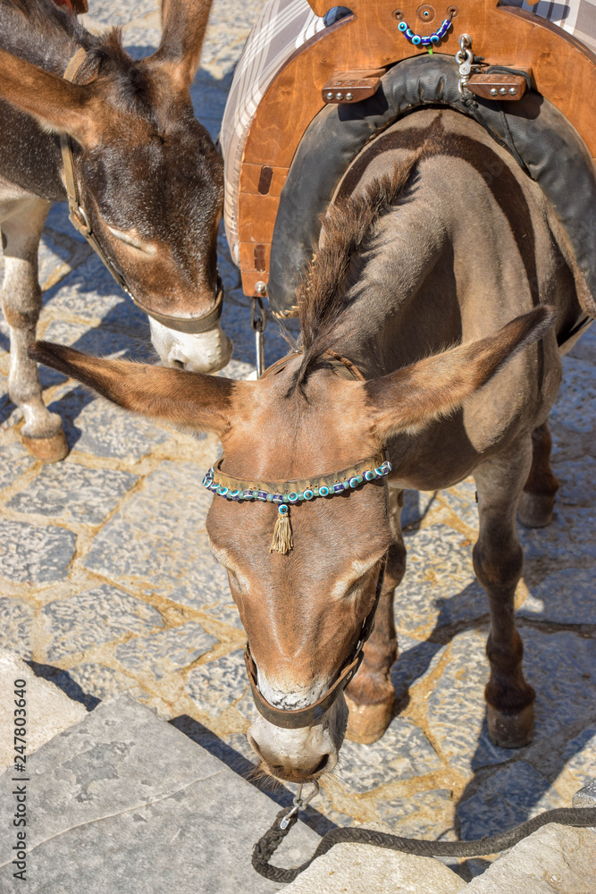 Obraz premium Esel der den Kopf nach unten hält, equus asinus, Pferd,