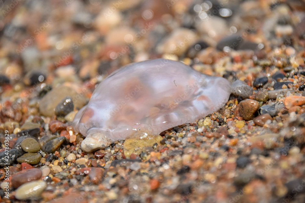 qualle, feuerqualle, Cyanea capillata, Meer, Sonne qualle, feuerqualle, Cyanea capillata, Meer, Sonne