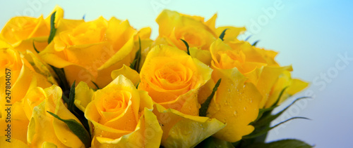 Yellow rose bouquet isolated on blue background.