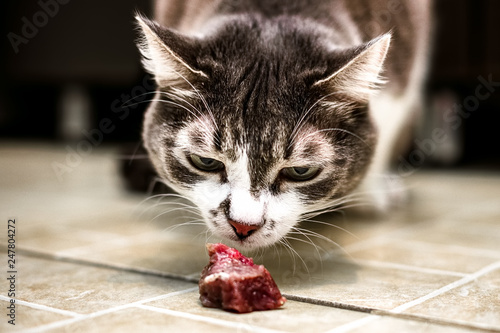The cat carefully sniffs a piece of raw meat on the floor. Shooting from the cat's eye level.