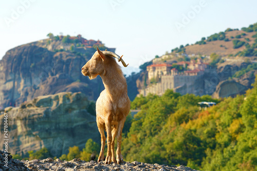 Typical Greek goats roam free on the rock formations of Meteora with the Monasteries in the background © jekatarinka