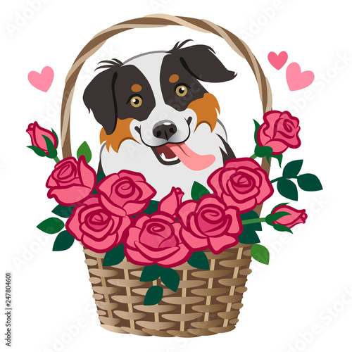 Cute smiling herding dog sitting in basket of roses vector cartoon illustration isolated on white. Pet lovers, friendship, love, Valentine's day, romance, dating, birthday, thank you, greeting card