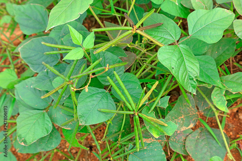 Canvas-taulu wild leguminous plants