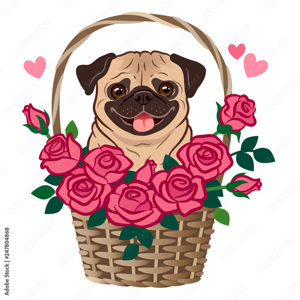 Cute pug dog sitting in a basket of roses vector cartoon illustration  isolated on white. Pets, love, friends, thank you, romance, dating,  flirting, Valentine's day, birthday theme greeting card. Stock Vector |