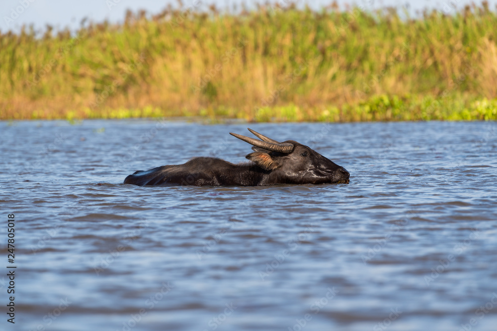 Fototapeta premium Water buffalo in lake at Thalenoi, Phatthalung, Thailand