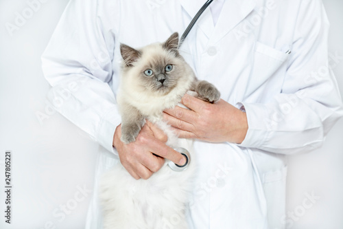 男性獣医に診察を受ける猫。ペット、ヒマラヤン、医者、聴診器、病気、検診イメージ,疾病,男性,男,診療,診察,