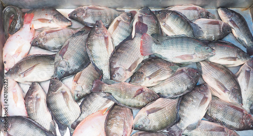 Many Nile tilapia fresh fish or Oreochromis niloticus on sale in stainless steel pickup full frame