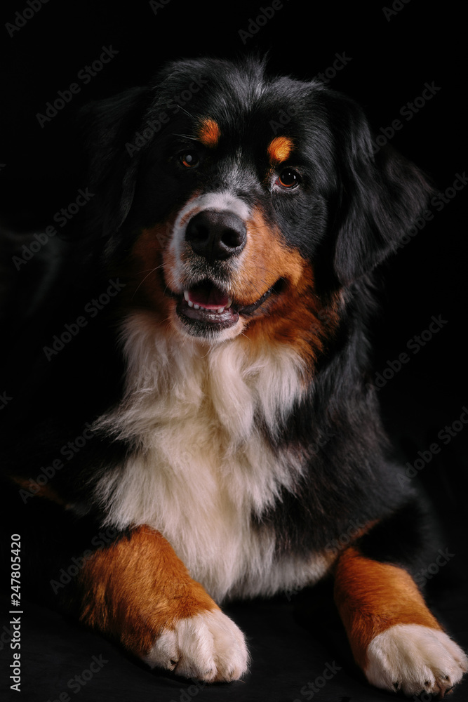 Bernese Mountain Dog looks into camera against black background Bernese Mountain Dog looks into camera against black background