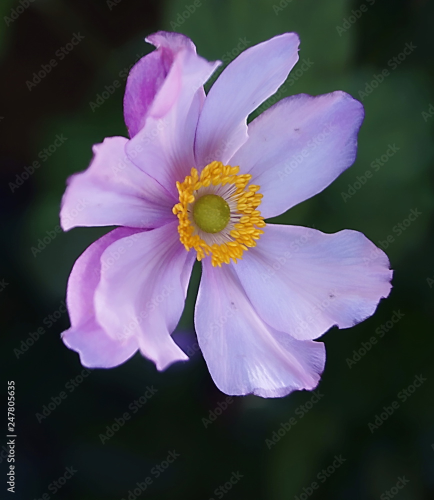 Pink Japanese anemone flowers Pink Japanese anemone flowers