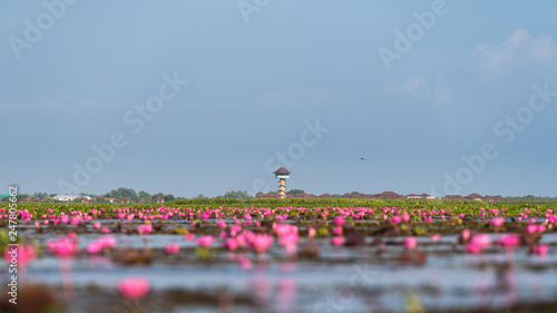 Viewpoint tower with lotus flowers at Thalenoi, Phatthalung, Thailand