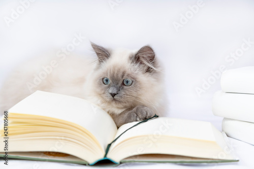 本を読む猫。本,書籍,読書,勉強,ペット,猫,独立イメージ