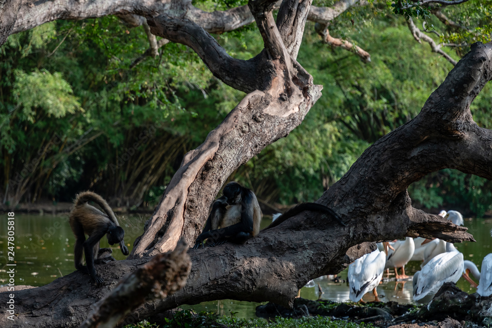 Fototapeta premium monkeys by lake in Guatemalan park