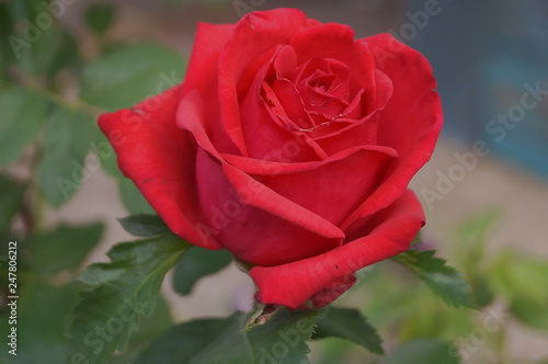 Red rose flower