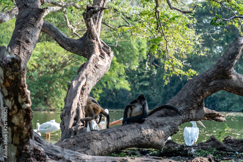 monkeys by lake in Guatemalan park