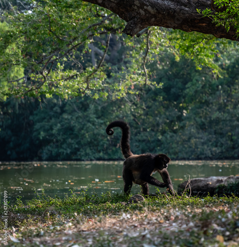 monkey by lake in Guatemalan park