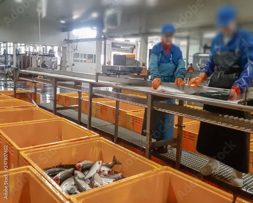 Blur, bokeh, background, abstract, image for background. Cutting the salmon on the production line in the fish processing plant