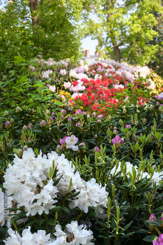 Fototapeta Naklejka Na Ścianę i Meble -  Delightful background of lush blooming azalea bushes