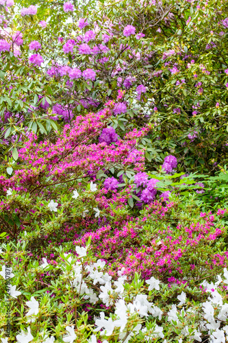 Delightful background of lush blooming azalea bushes