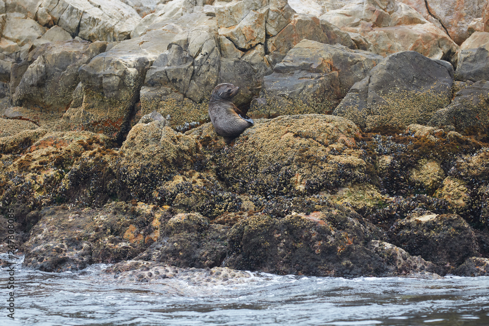 Seal on the rocks with mussels Seal on the rocks with mussels