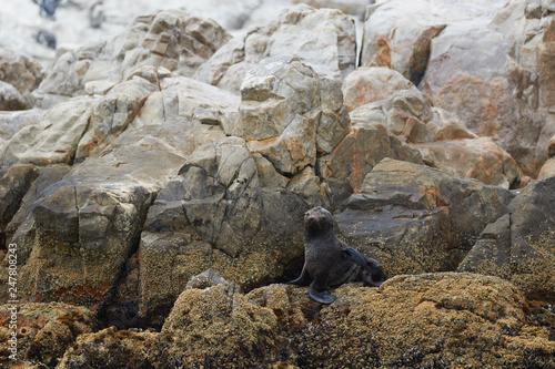 Seal on the rocks with mussels 