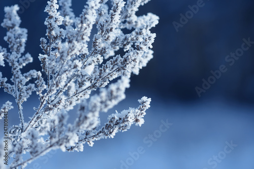 Grass branches frozen in the ice. Frozen grass branch in winter. Branch covered with snow. © Сyrustr