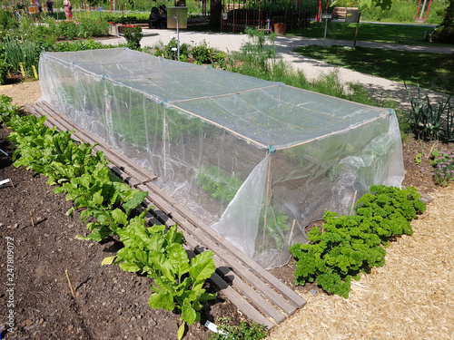 Vliesabdeckung, Insektenschutz, Gemuesebeet photo