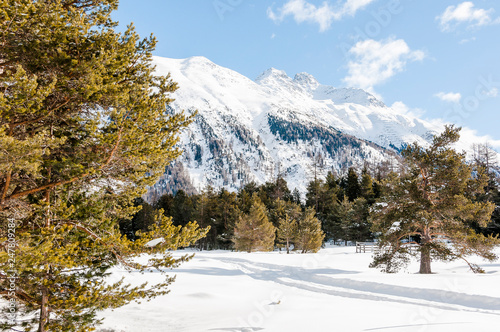 Pontresina, Stazerwald, Stazersee, Winter, Wintersport, Langlauf, Winterwanderweg, Alpen, Oberengadin, Graubünden, Schweiz