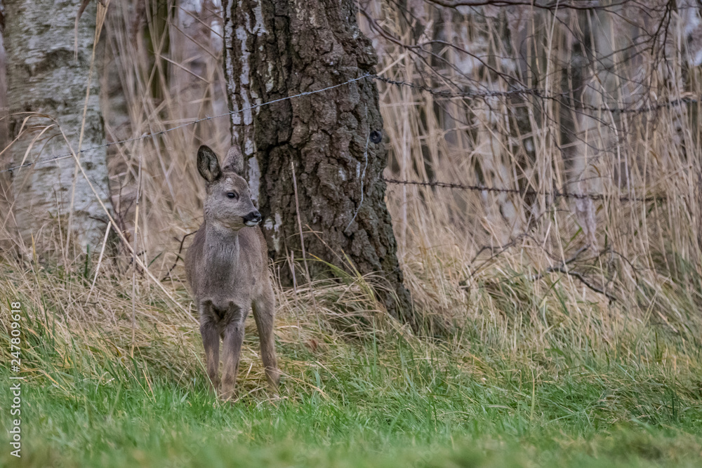 Roe in the meadow Roe in the meadow