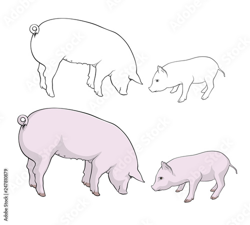 Pigs. Pig and piglet are eating. Vector illustration © Andrew