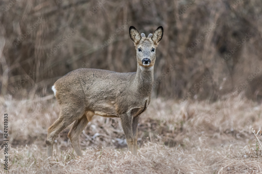 Roebuck at winter in the meadow Roebuck at winter in the meadow