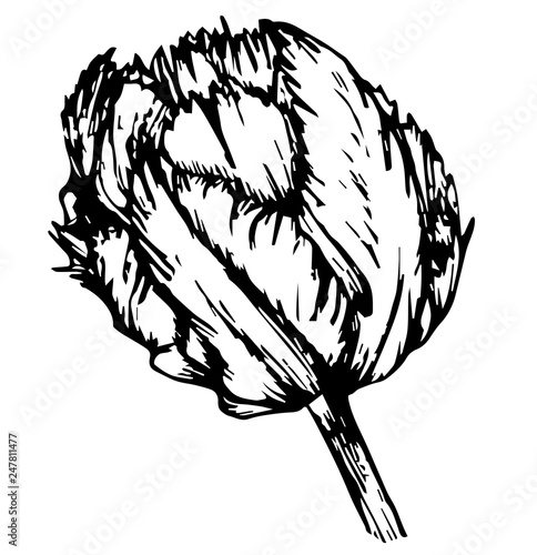 tulip terry black contour vector illustration