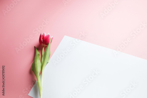 Delicate pink tulip on a pink background with place for text. Background for congratulations or for the holiday of March 8, Mother's Day, February 14, Christmas, birthday, wedding, engagement.