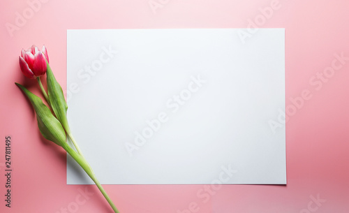 Delicate pink tulip on a pink background with place for text. Background for congratulations or for the holiday of March 8, Mother's Day, February 14, Christmas, birthday, wedding, engagement.