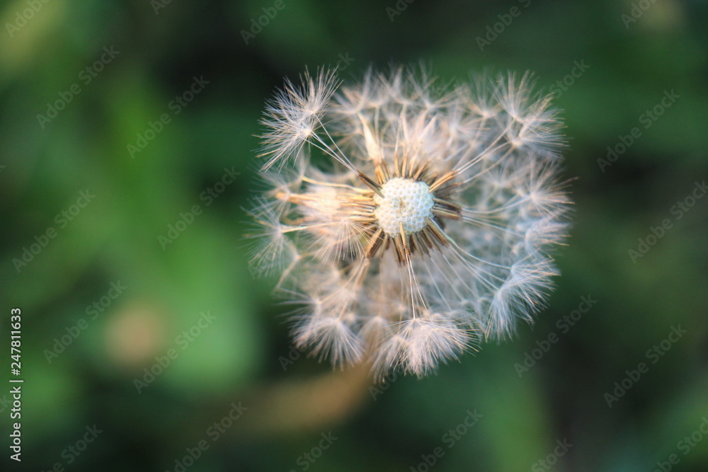 Fototapeta premium dandelion on green background