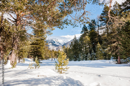 Pontresina, Stazerwald, Wanderweg, Langlauf, Winter, Wintersport, Oberengadin, Alpen, Graubünden, Schweiz photo