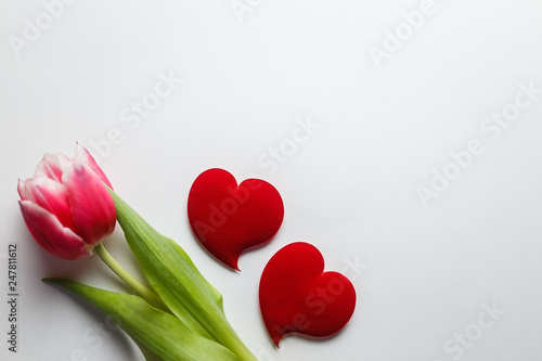 Delicate pink tulip on a white background with place for text. Background for congratulations or for the holiday of March 8, Mother's Day, February 14, Christmas, birthday, wedding, engagement.