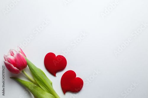Delicate pink tulip on a white background with place for text. Background for congratulations or for the holiday of March 8, Mother's Day, February 14, Christmas, birthday, wedding, engagement.