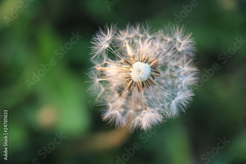 dandelion on green background