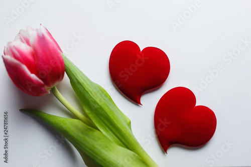 Delicate pink tulip on a white background with place for text. Background for congratulations or for the holiday of March 8, Mother's Day, February 14, Christmas, birthday, wedding, engagement.