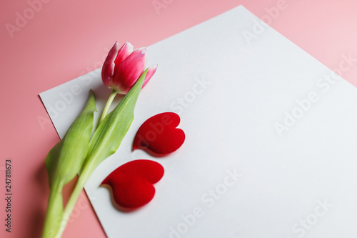 Delicate pink tulip on a pink background with place for text. Background for congratulations or for the holiday of March 8, Mother's Day, February 14, Christmas, birthday, wedding, engagement.