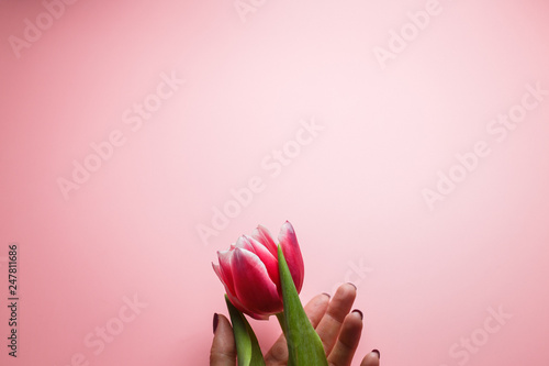Delicate pink tulip in hand on a pink background with place for text. Background for congratulations or for the holiday of March 8, Mother's Day, February 14, Christmas, birthday, wedding, engagement.