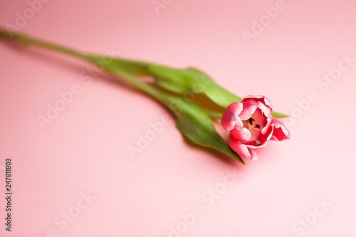 Delicate pink tulip on a pink background with place for text. Background for congratulations or for the holiday of March 8, Mother's Day, February 14, Christmas, birthday, wedding, engagement.