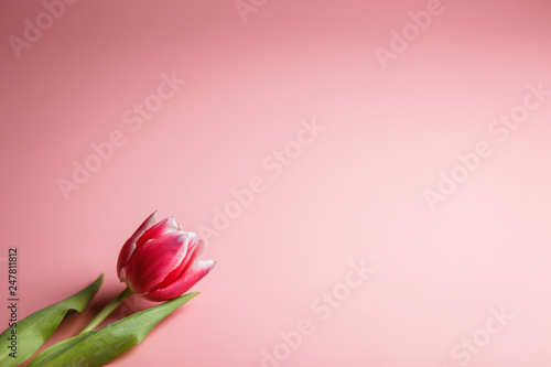 Delicate pink tulip on a pink background with place for text. Background for congratulations or for the holiday of March 8, Mother's Day, February 14, Christmas, birthday, wedding, engagement.