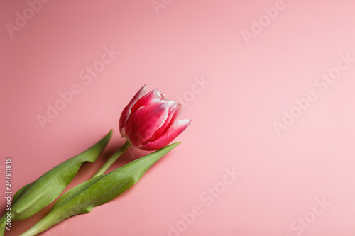Delicate pink tulip on a pink background with place for text. Background for congratulations or for the holiday of March 8, Mother's Day, February 14, Christmas, birthday, wedding, engagement.