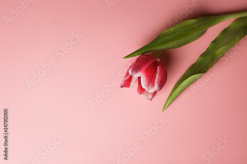 Delicate pink tulip on a pink background with place for text. Background for congratulations or for the holiday of March 8, Mother's Day, February 14, Christmas, birthday, wedding, engagement.