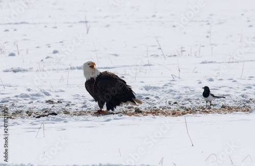 Bald eagle telling a magpie to go away while he eats
