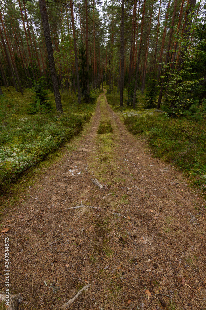 Fototapeta premium empty country gravel road with mud puddles and bumps