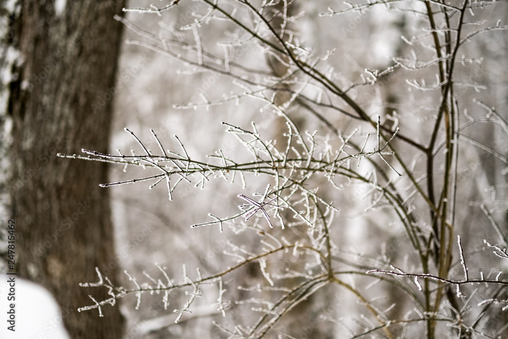 snow covered trees in winter forest. snow covered trees in winter forest.